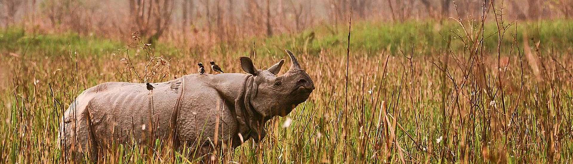 Spotting 5 National Park in India and their Location
