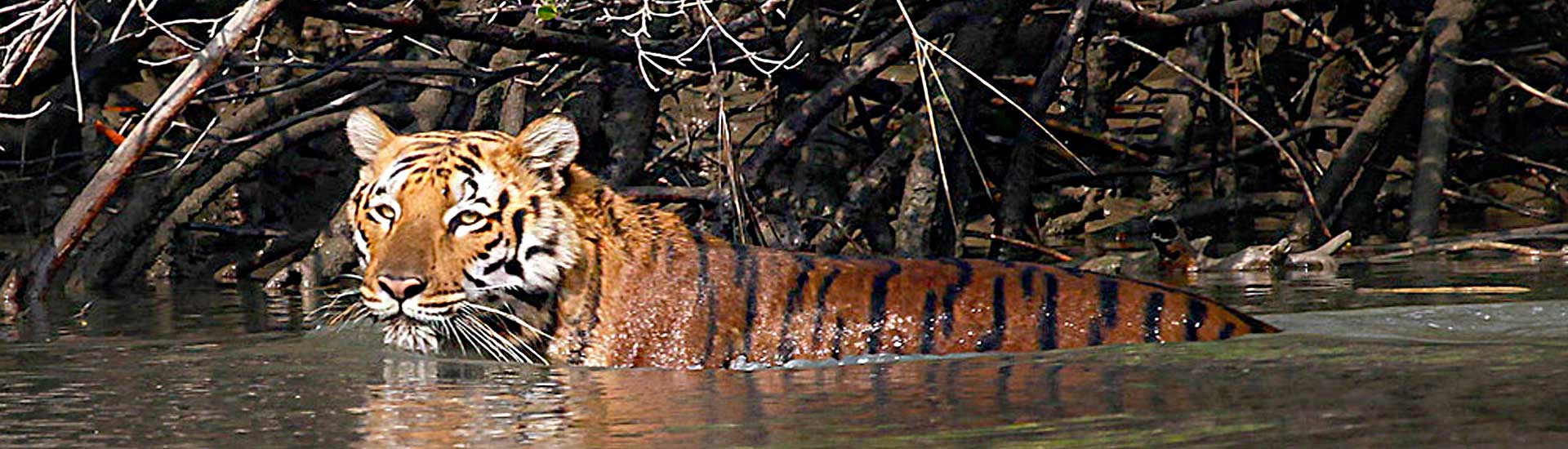 Essential Experience for Your Trip to Sundarban