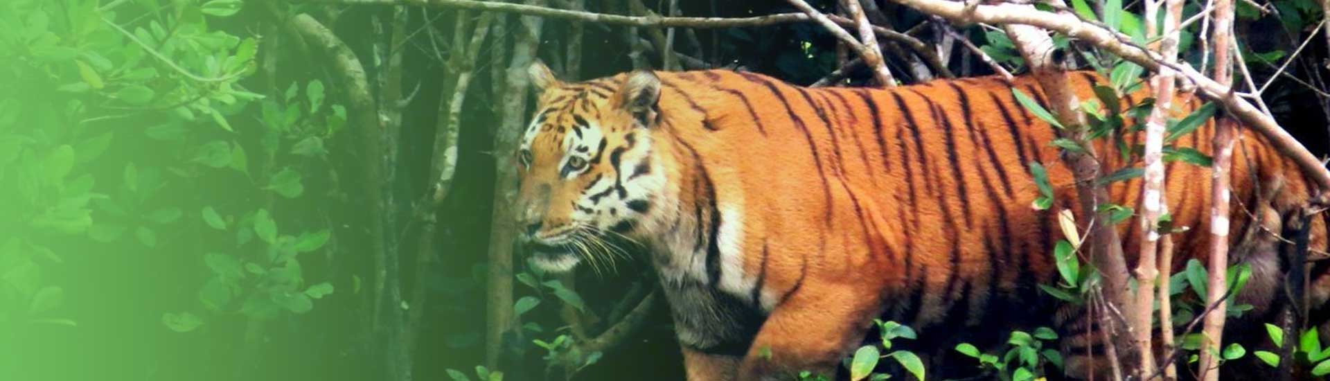 Go Travel to Sundarban