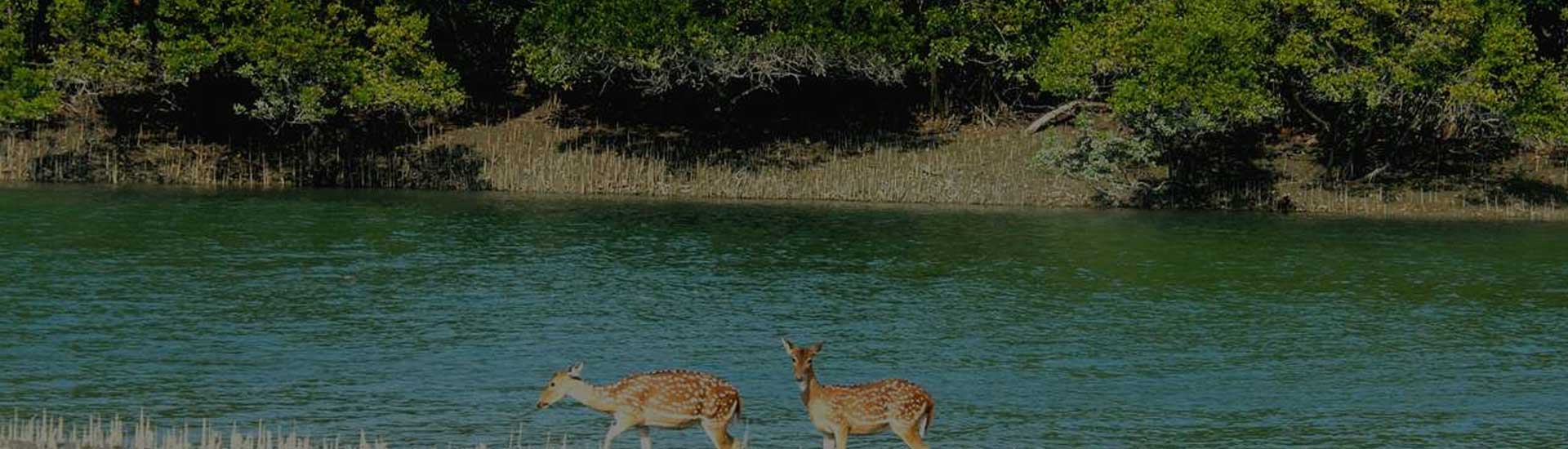 Engaging in the beauty of Sundarban National Park