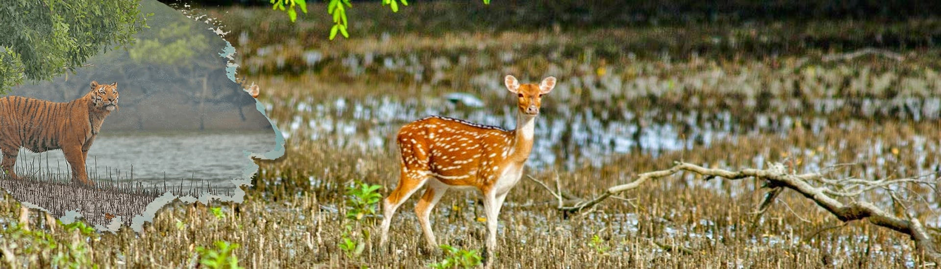 How to get refreshed in Enchanting Sundarban