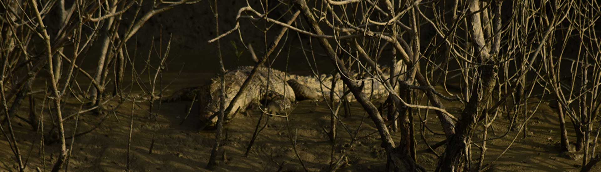 Why Sundarban Tour is so important?