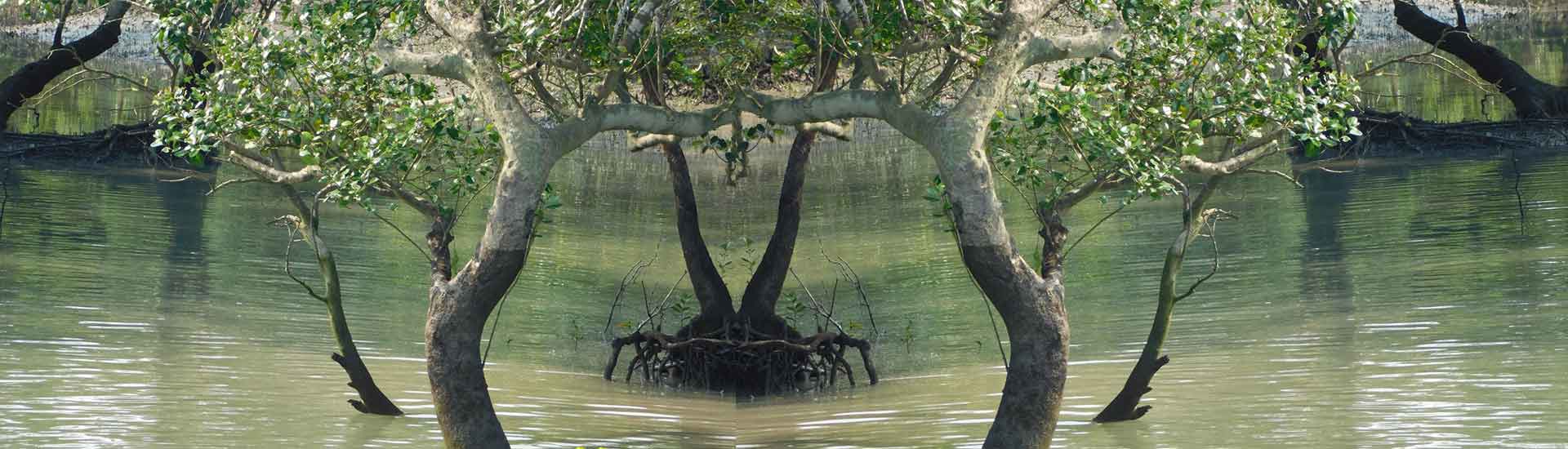 Why does Sundarban attract tourists?
