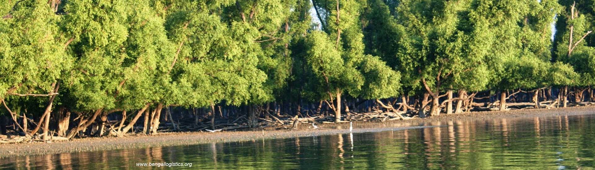 Feel the Amazing Bio Diversity in the Fantastic Mangroves of Sundarban
