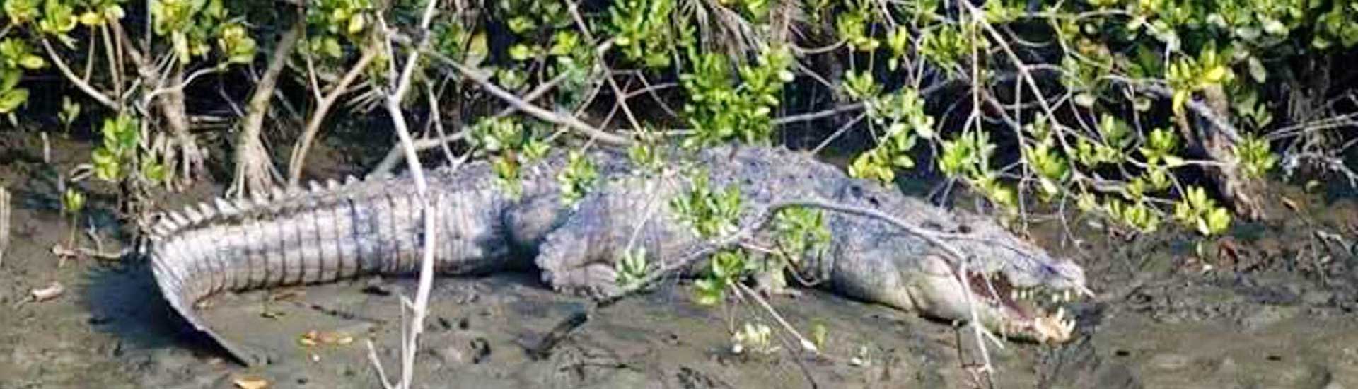 All You Need to Know about Bhagabatpur Crocodile Project