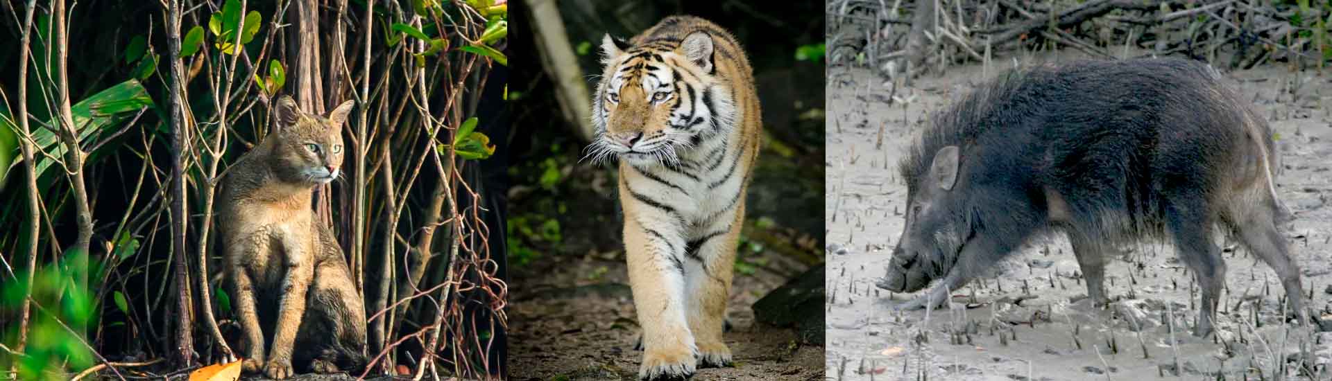 The Incredible Biodiversity of the Sundarban