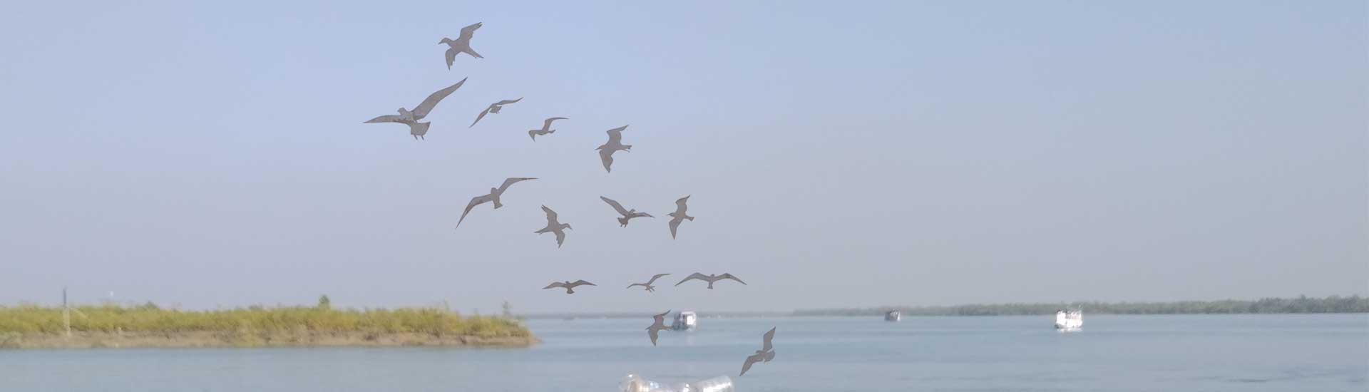 Amazing Bird Watching Tour Sundarban