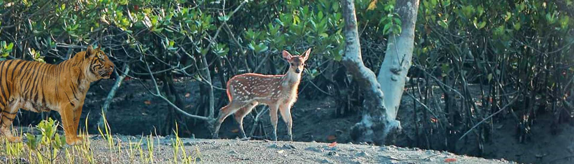 Sundarban Tourism