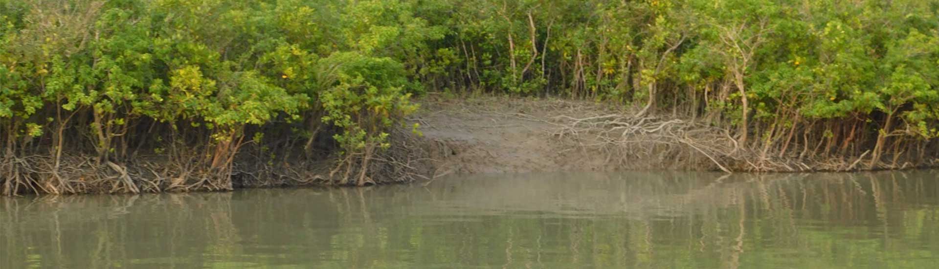 A January Trip to Sundarban and things to do