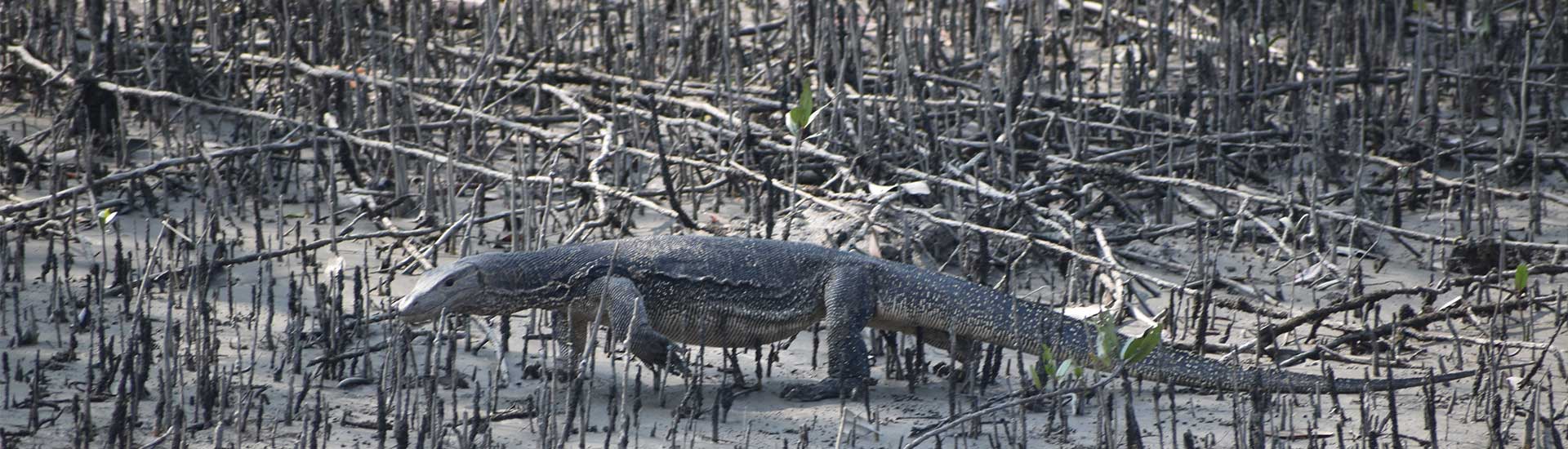 Facts that Make Your Sundarban Trip Fun