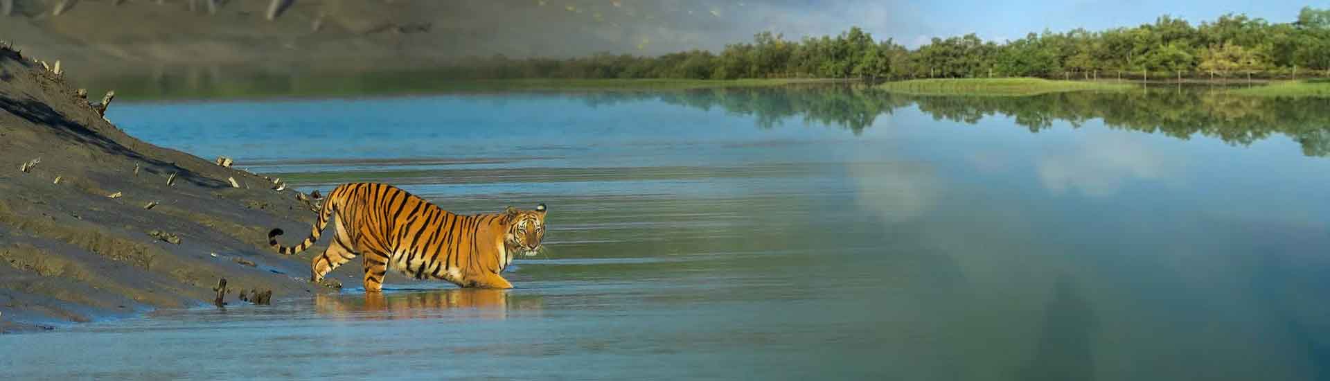 Sundarban The Beauty That Changes With The Tides