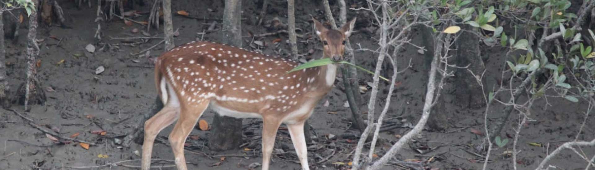 Remember these Five things While You Visit Sundarban