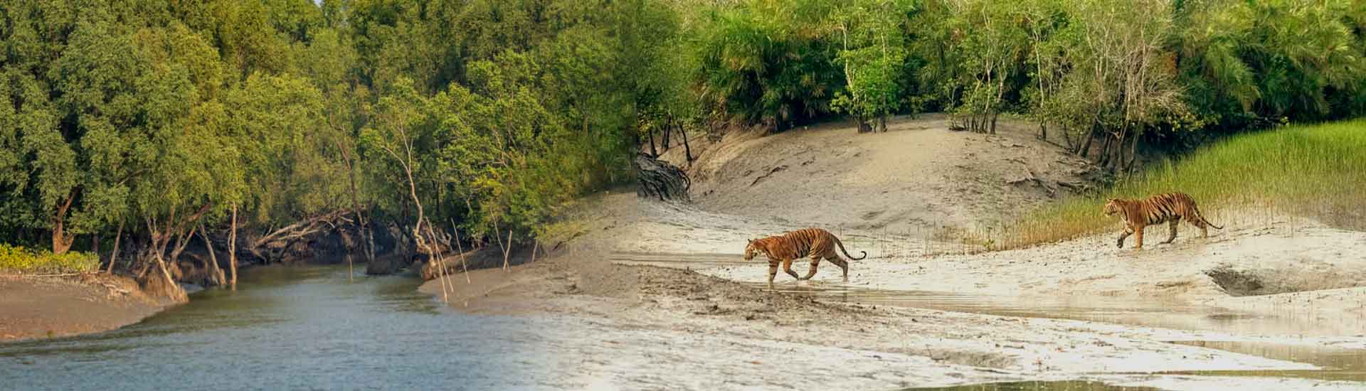 Discover The Living Landscape Of The Sundarban