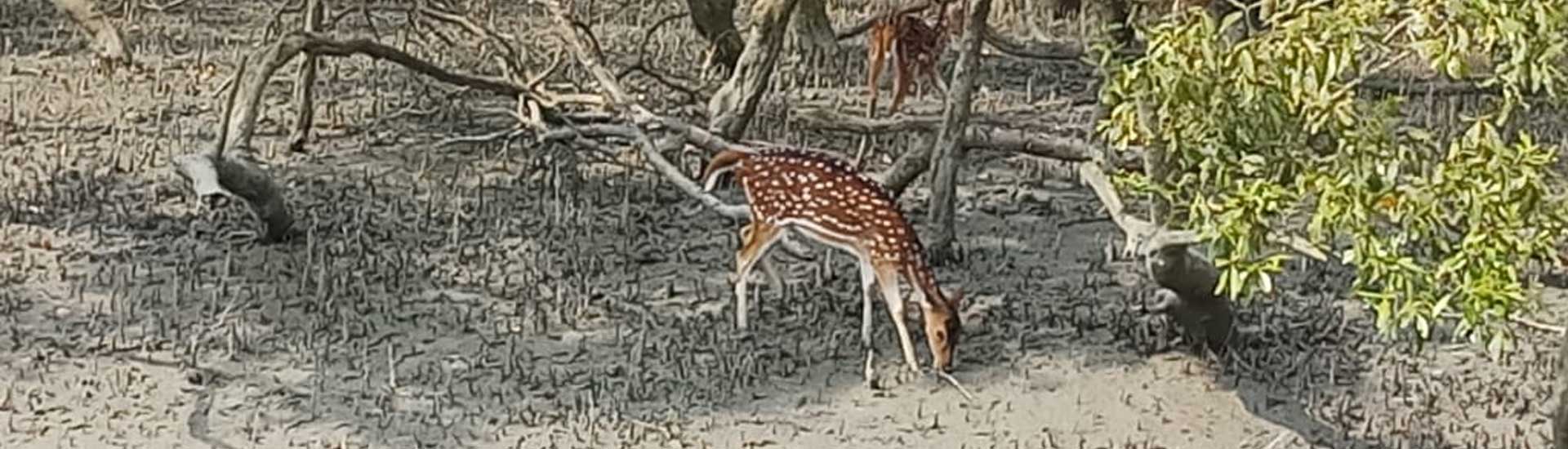 Why the Wild Animal World is Important for our Survival?