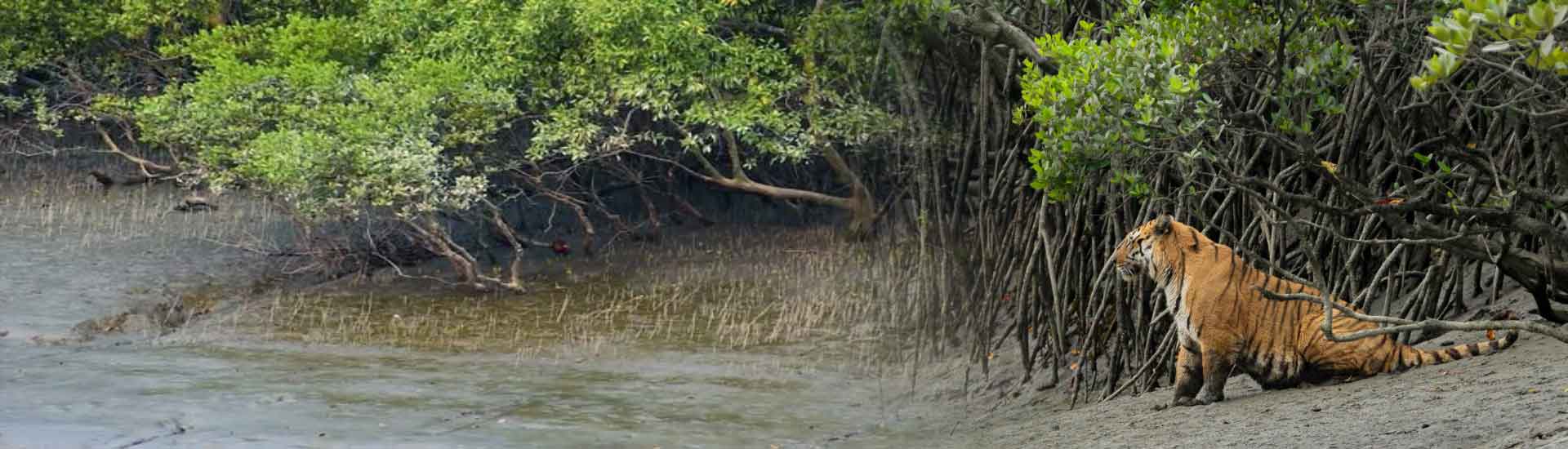 Experience the Magic of Sundarban in Winter