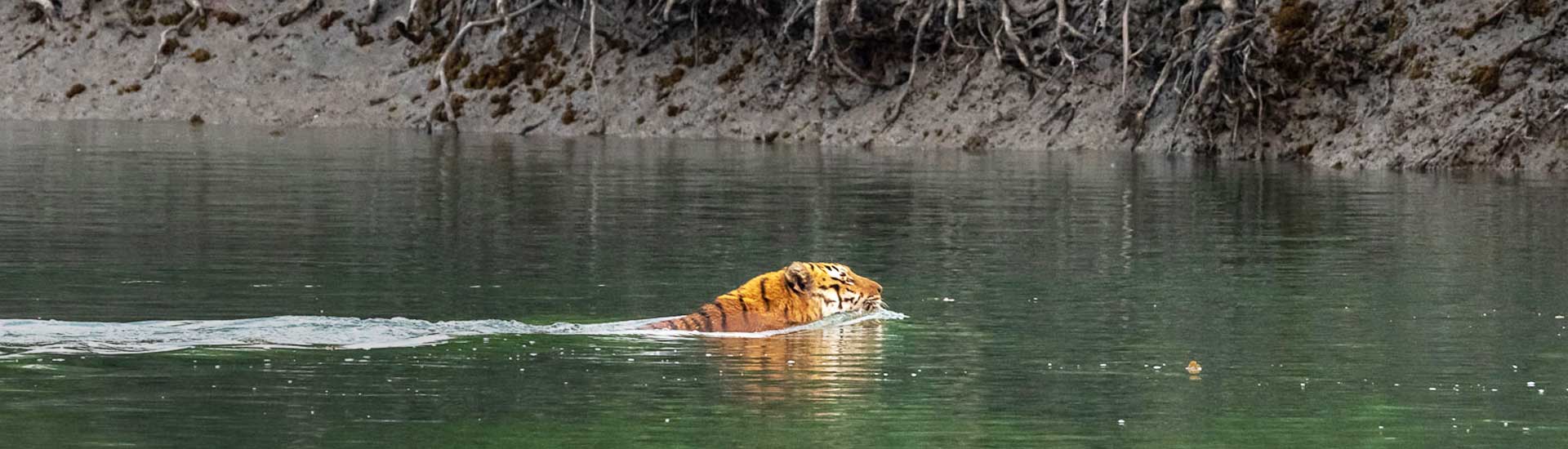 News on Sundarban and its Forests Rapidly vanishing