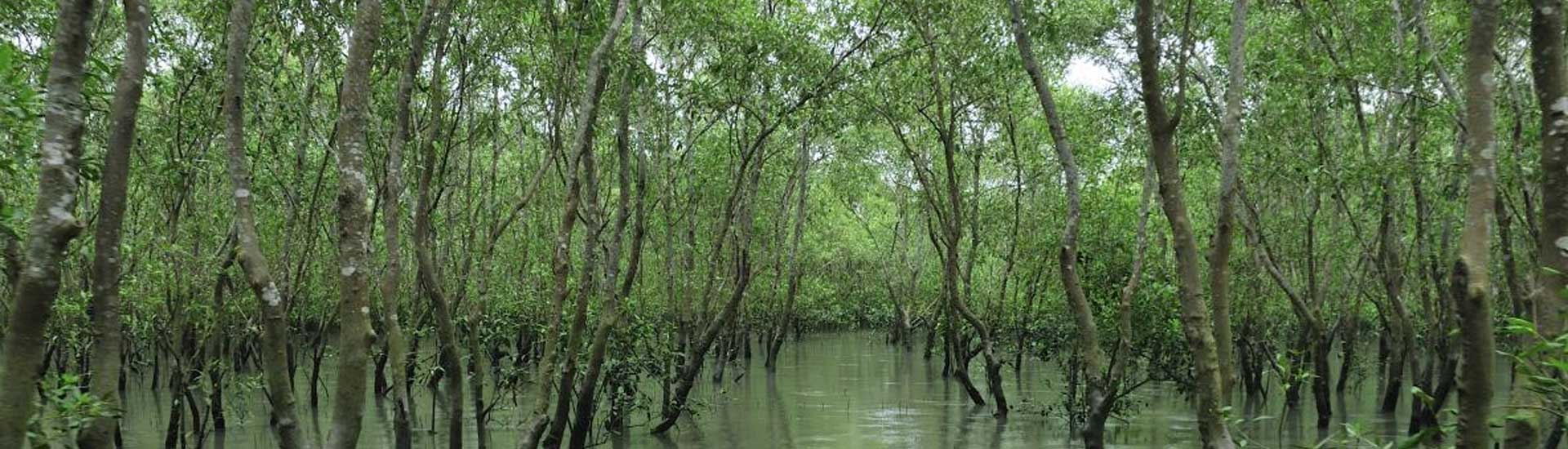 Lockdown is over-Travel to Sundarban Now