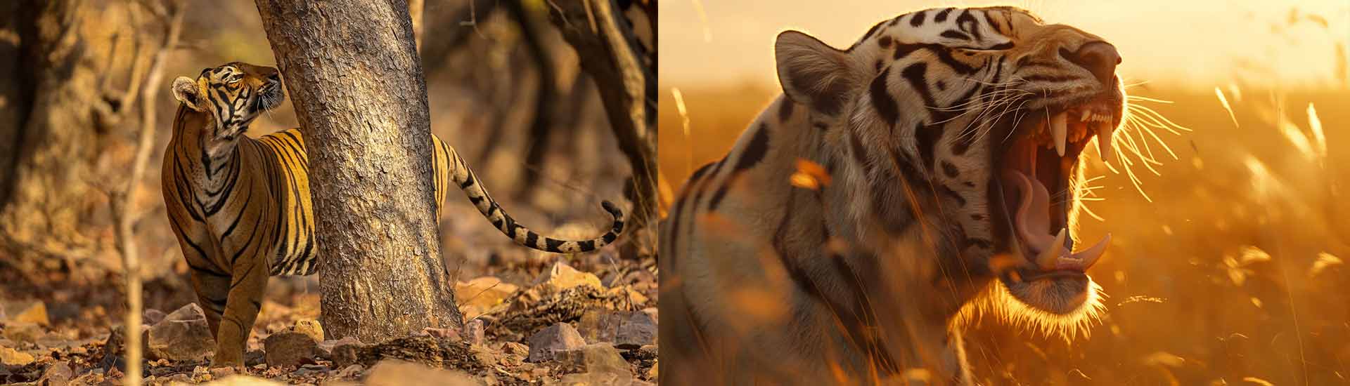 The Royal Bengal Tiger: Ghost of the Mangroves