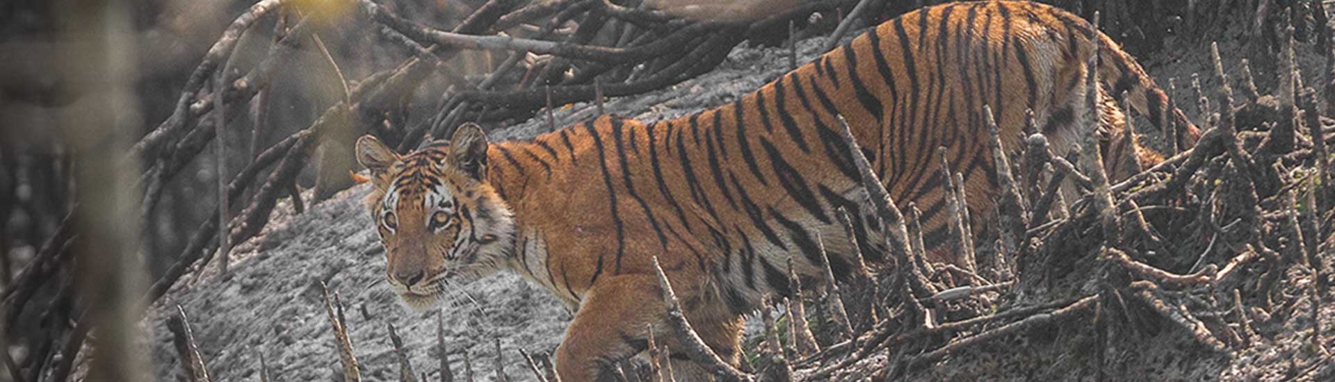 Five Tiger Reserves to Experience in India In 2021