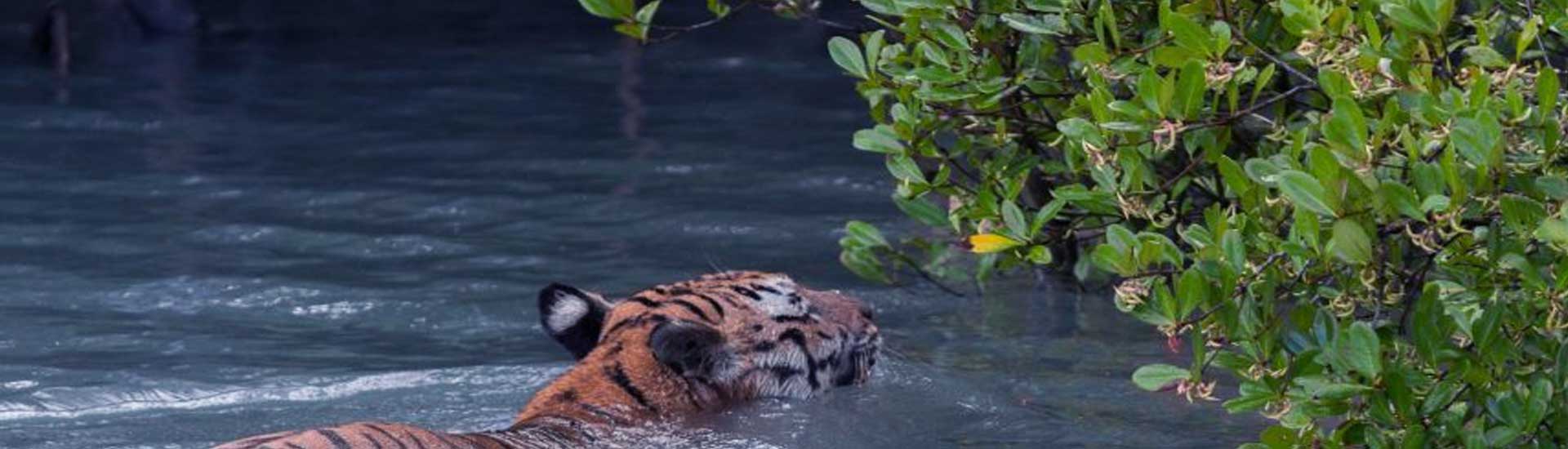 An Exquisite Travel to Sundarban in Search of Medicinal Plants