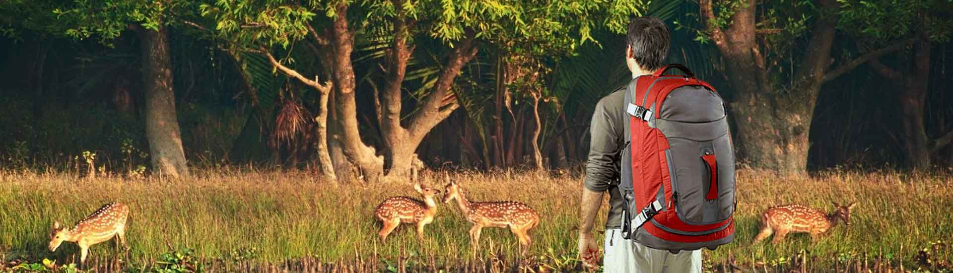 Sundarban Travel Guide 2026 for First-Time Visitors