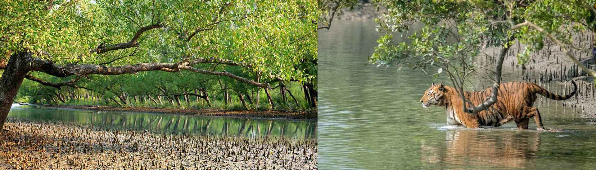 Hidden Gems of the Sundarbans Beyond the Safari