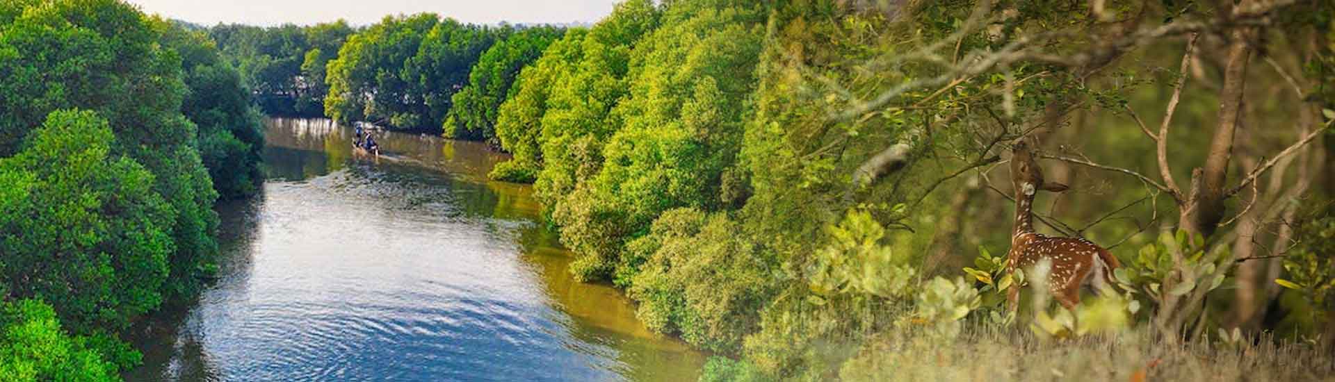 Unforgettable jungle experience in Sundarban