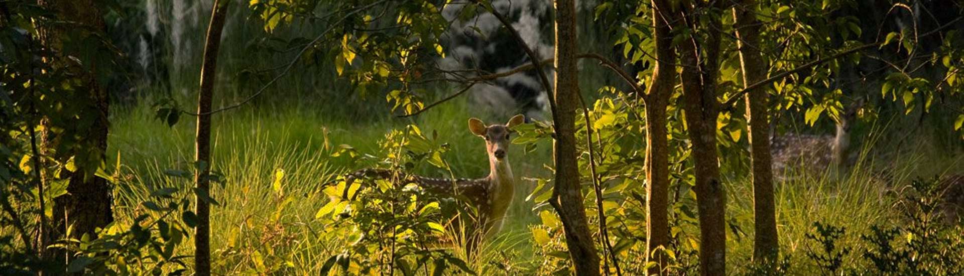 6 Reasons Why You Must Visit Sundarban in winter