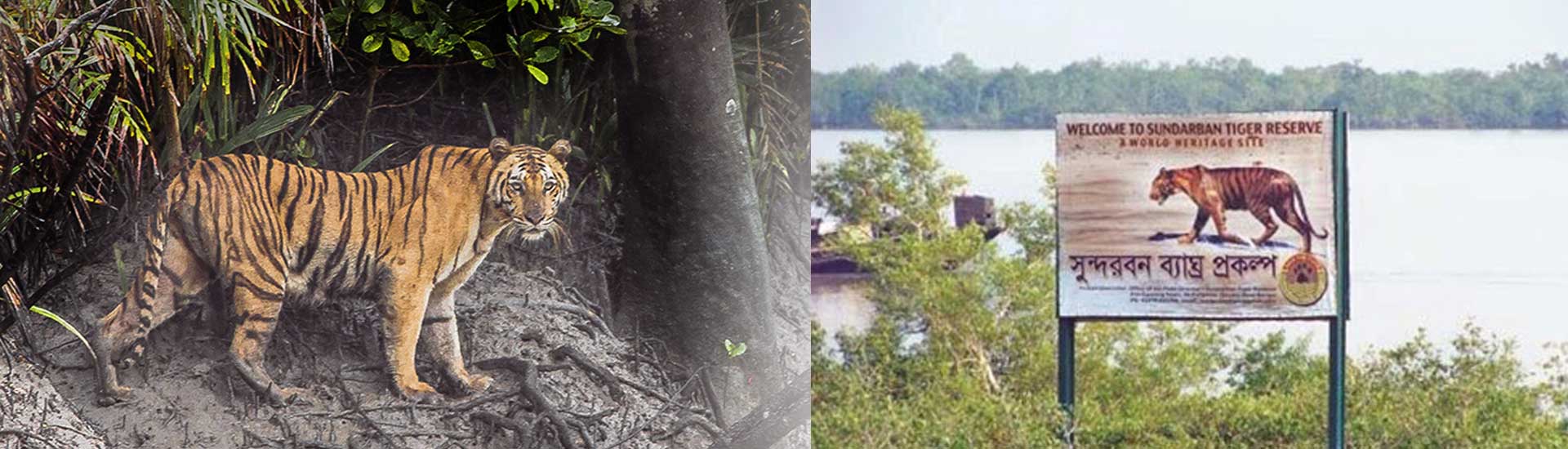 Very Adventurous and Marvelous Trip to Sundarban Tiger Reserve