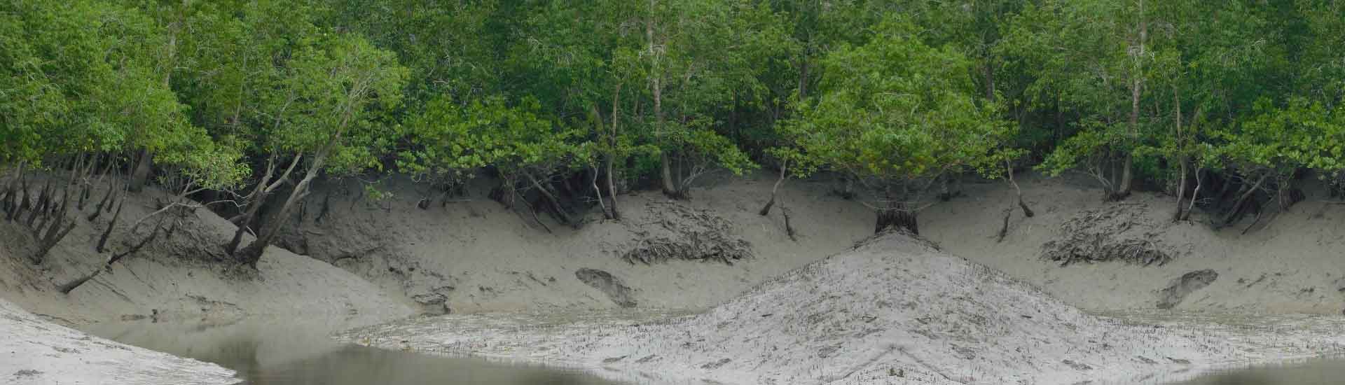 Why Do Children Like Sundarban More?