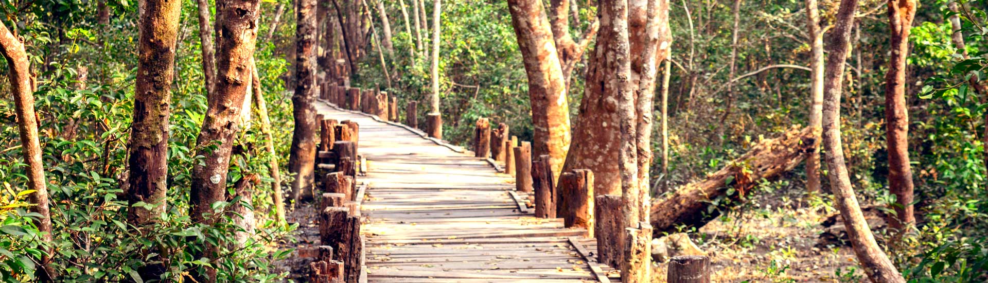 Exclusive forest tour in Sundarban- What to expect?