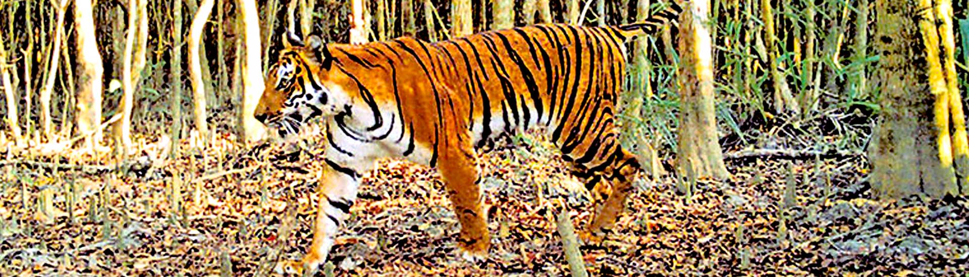 Why Sundarban is known as the queen of the tourist place rather than the king?