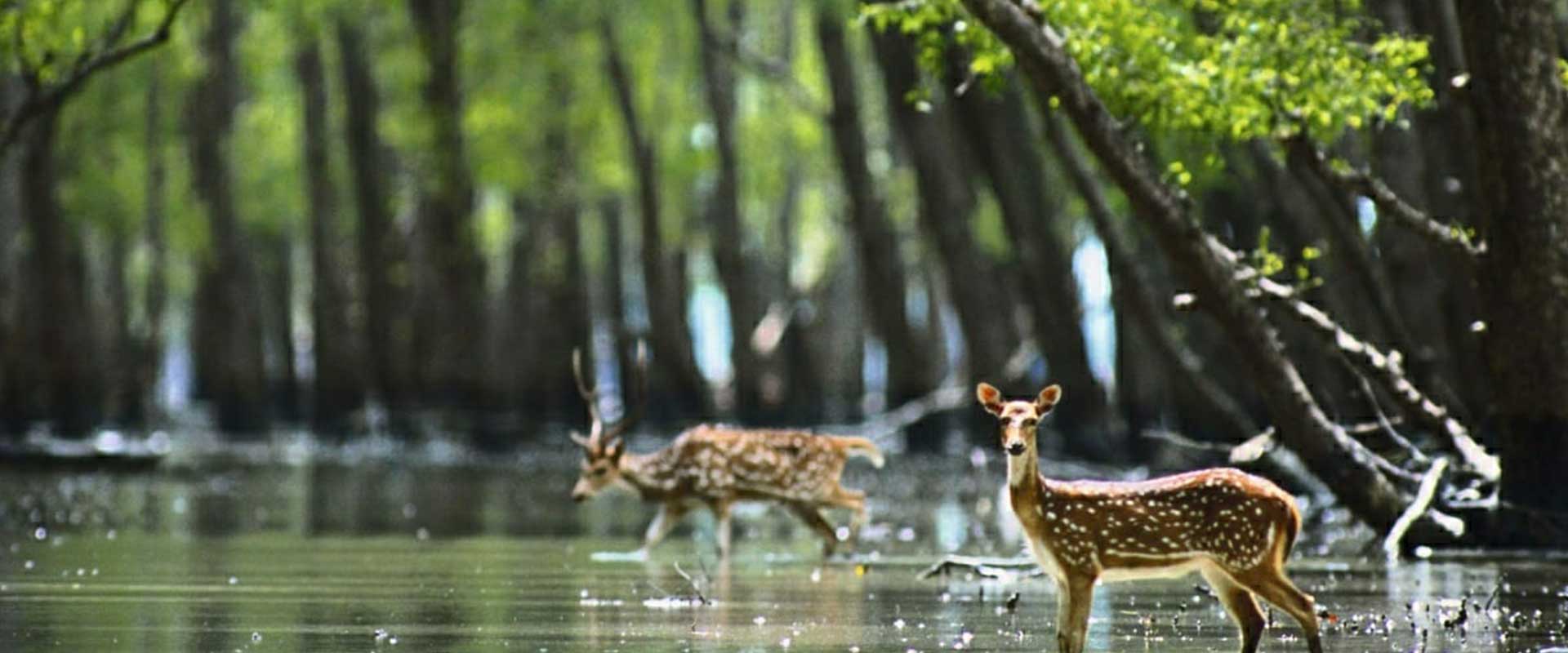 Sundarban Tour
