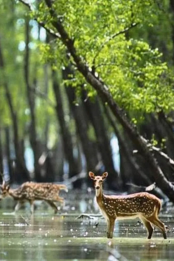 Sundarban Tour